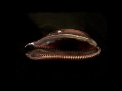 酒桶寶螺 (Cypraea talpa)