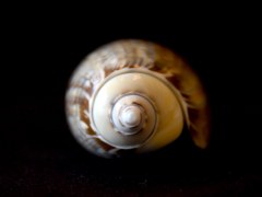 尖頭榧螺 (Agaronia gibbosa)