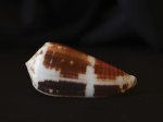 鬥士芋螺 (Conus gladiator)