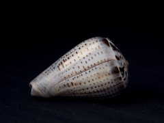 海綠芋螺 (Conus glaucus)