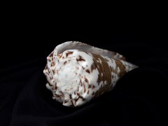 帝王芋螺 (Conus imperialis)