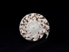 帝王芋螺 (Conus imperialis)