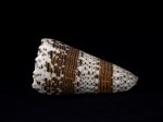 帝王芋螺 (Conus imperialis)
