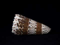 帝王芋螺 (Conus imperialis)