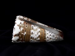 帝王芋螺 (Conus imperialis)