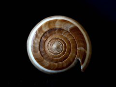 黑線芋螺 (Conus figulinus)