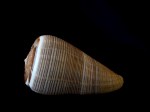 黑線芋螺 (Conus figulinus)