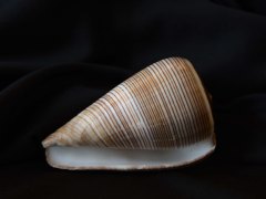 黑線芋螺 (Conus figulinus)