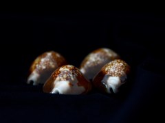 雪山寶螺 (Cypraea caputserpentis)