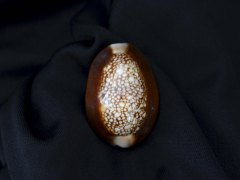 雪山寶螺 (Cypraea caputserpentis)