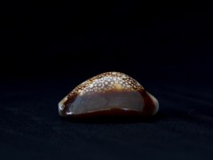 雪山寶螺 (Cypraea caputserpentis)