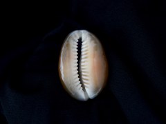 雪山寶螺 (Cypraea caputserpentis)