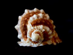 扭法螺 (Distorsio anus)