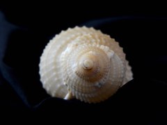 毛扭法螺 (Distorsio reticularis)