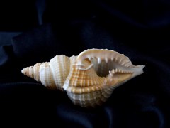 毛扭法螺 (Distorsio reticularis)