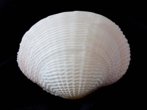 花籃蛤 (Fimbria fimbriata)