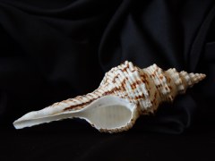 花斑長旋螺 (Fusinus nicobaricus)