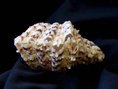 菱硨磲蛤 (Hippopus porcellanus)