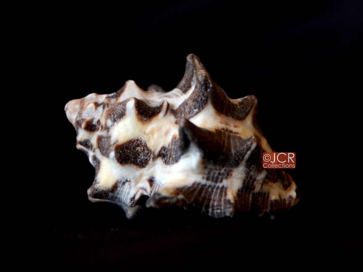 角岩螺 (Mancinella tuberosa)