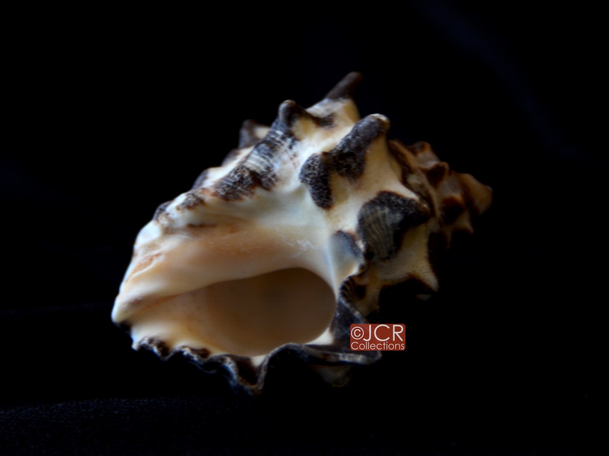 角岩螺 (Mancinella tuberosa)