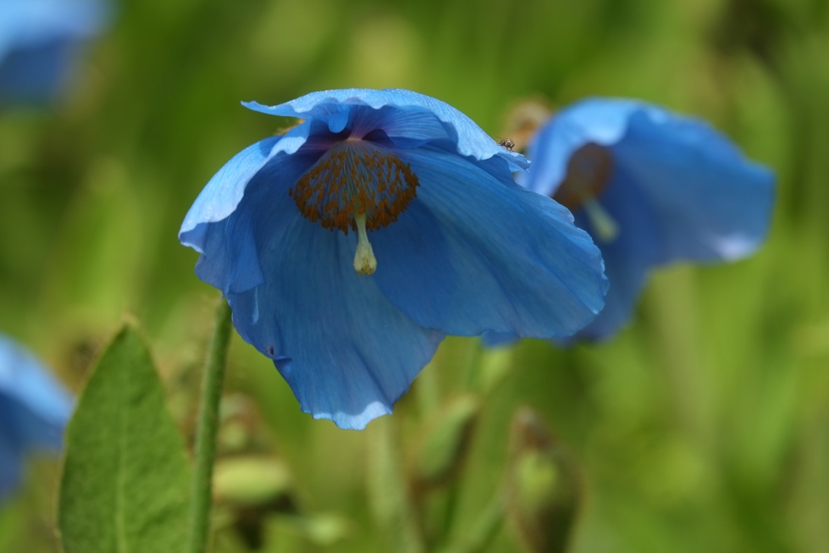 Meconopsis grandis ‘Branklyn’
