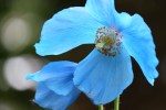Meconopsis grandis ‘Branklyn’
