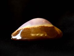 厚緣雪山寶螺 (Monetaria caputserpentis f. argentata)