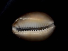 厚緣雪山寶螺 (Monetaria caputserpentis f. argentata)