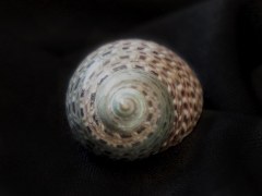 Monodonta canalifera