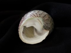 Monodonta canalifera