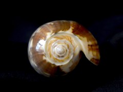 橙口榧螺 (Oliva miniacea)