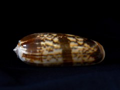 橙口榧螺 (Oliva miniacea)