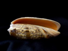 橙口榧螺 (Oliva miniacea)