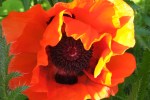 Papaver orientale 'Allegro Viva'