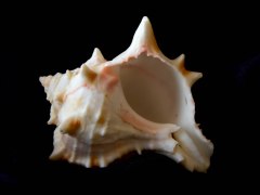 紅甘藍骨螺 (Phyllonotus brassica)