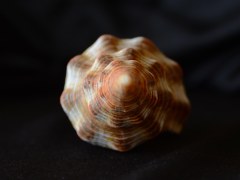 光滑赤旋螺 (Pleuroploca glabra)