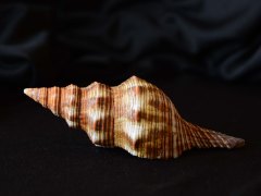 光滑赤旋螺 (Pleuroploca glabra)