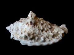 粗瘤鳳凰螺 (Strombus lentiginosus)