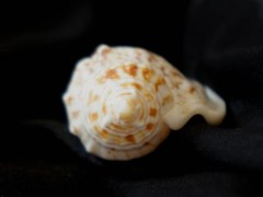 黑痣鳳凰螺 (Strombus variabilis)