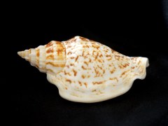 黑痣鳳凰螺 (Strombus variabilis)