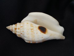 黑痣鳳凰螺 (Strombus variabilis)