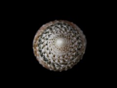 尖山鐘螺 (Tectus triserialis)