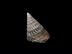 尖山鐘螺 (Tectus triserialis)