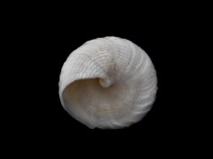 尖山鐘螺 (Tectus triserialis)