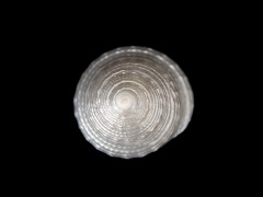 細紋鐘螺 (Trochus hanleyanus)