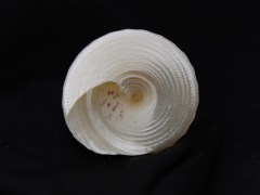 細紋鐘螺 (Trochus hanleyanus)