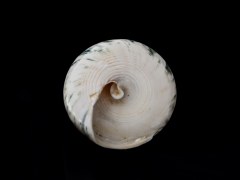 馬蹄鐘螺 (Trochus Niloticus Linnaeus)