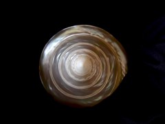 馬蹄鐘螺 (Trochus Niloticus Linnaeus)