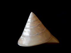 馬蹄鐘螺 (Trochus Niloticus Linnaeus)