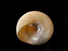 馬蹄鐘螺 (Trochus Niloticus Linnaeus)